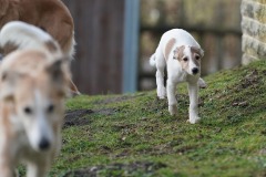 DSC09923 Silken Windsprite Welpen