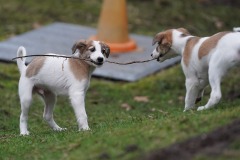 DSC09948 Silken Windsprite Welpen