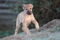DSC09990 Silken Windsprite Welpen