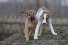 DSC00034 Silken Windsprite Welpen