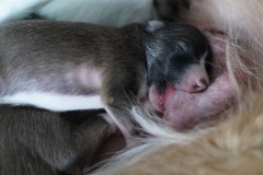 DSC08993 Silken Windsprite Welpen