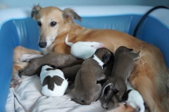 DSC08995 Silken Windsprite Welpen