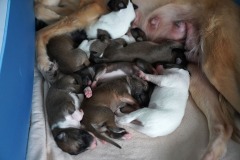 DSC08999 Silken Windsprite Welpen