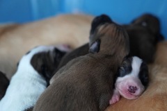 DSC09012 Silken Windsprite Welpen