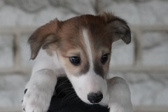 DSC09694 Silken Windsprite Welpen