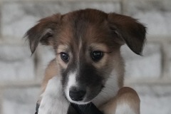 DSC09741 Silken Windsprite Welpen