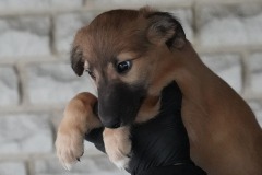 DSC09771 Silken Windsprite Welpen