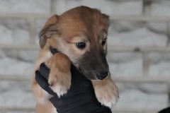 DSC09747 Silken Windsprite Welpen