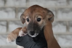 DSC09758 Silken Windsprite Welpen