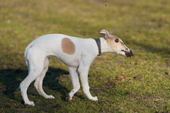DSC00105 Silken Windsprite Welpen
