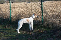 DSC00114 Silken Windsprite Welpen