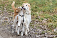 16-_T6A0513-DxO_DeepPRIMEXD2s Silken Windsprite Welpen