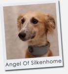 Angel of Silkenhome