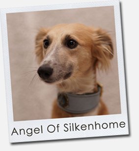 Angel of Silkenhome