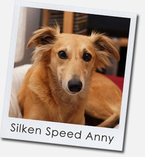 Silken Windsprite - Silken Speed Anny