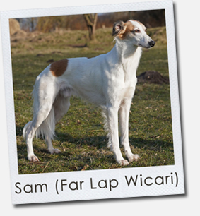 Sam (Far Lap Wicari)
