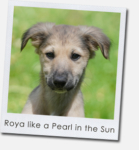 Roya like a Pearl in the Sun