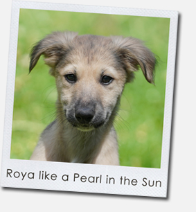 Roya like a Pearl in the Sun