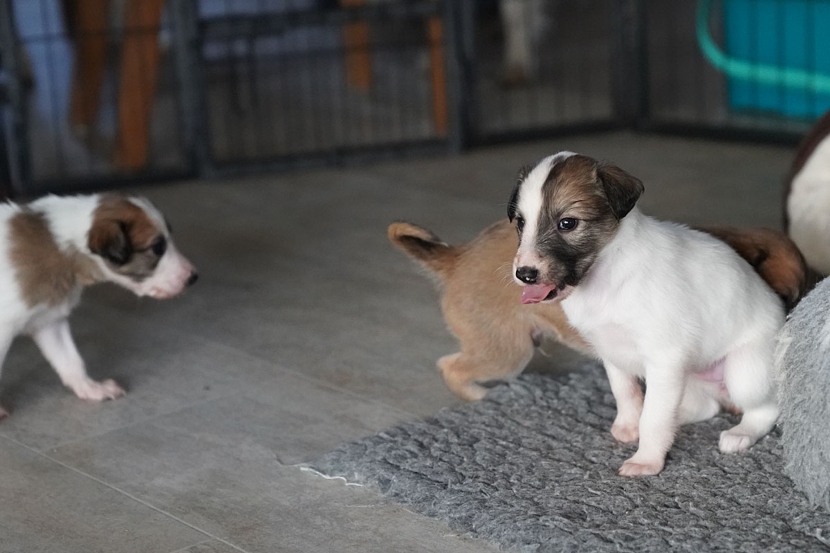 Silken Windsprite Welpen